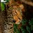 RoyalZambezi's profile image
