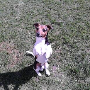 ncjones31's profile picture. professional welshman and dog owner