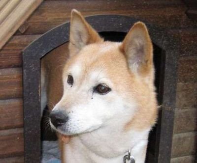 sakon_shougen's profile picture. 日本を日本人の手に取り戻そう…呟きは、反日活動・マスコミの左翼偏向報道・支那朝鮮の犯罪行為を中心に。商売目的及びツイ0の方はリフォロー致しません。