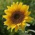 Nancy Rothwell - @nancy_rothwell - Twitter