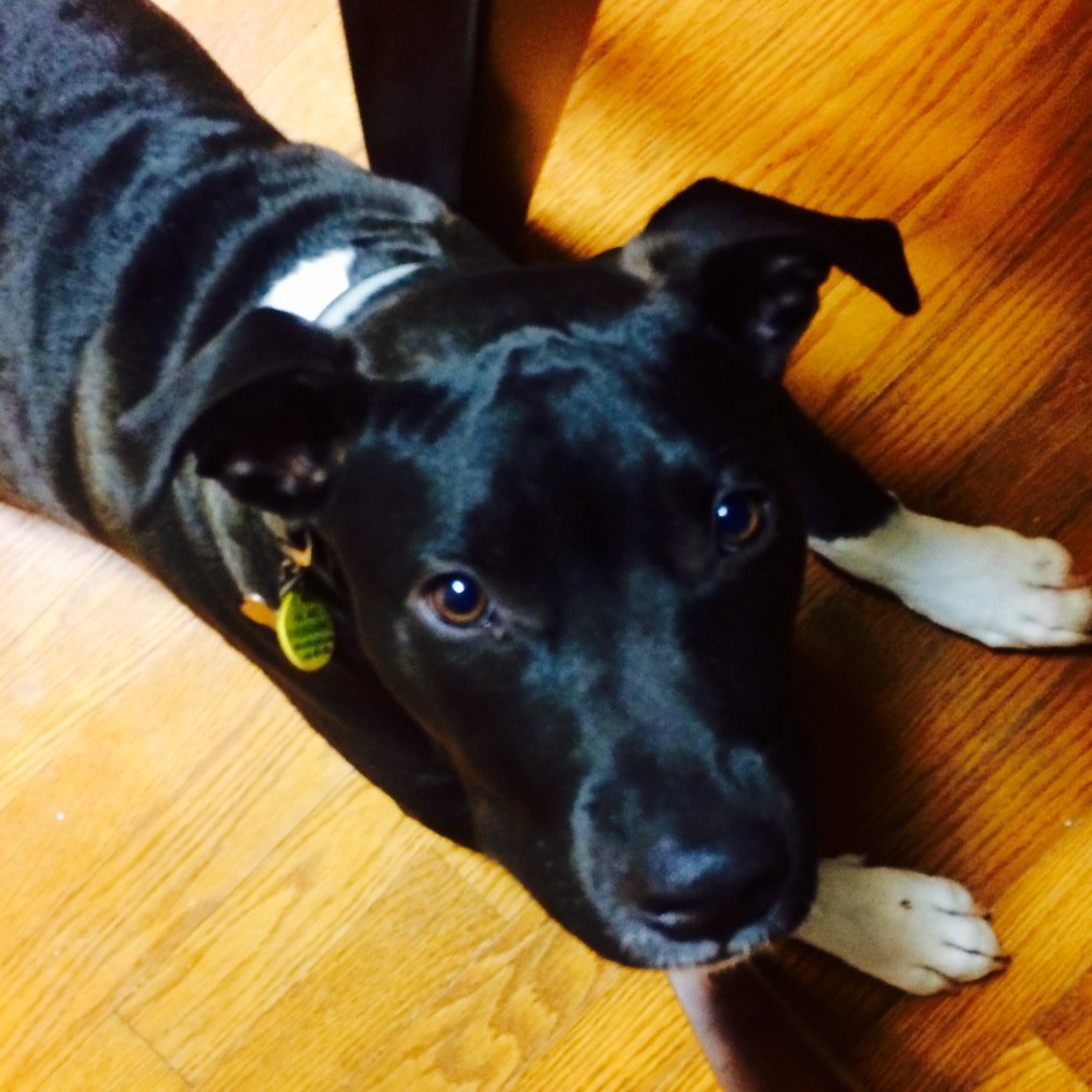 HarleySpringer2's profile picture. 