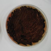 Perioresearchgroup (@perioresgrpbham) 's Twitter Profile