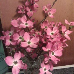 PattiBoochi's profile picture. 