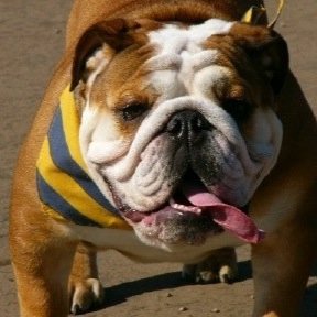 DogLanguage's profile picture. Cole's project for Mrs. Jacobs' class.