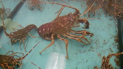 Spiny lobster - Palinurus Mauritanicus - Palinurus Elephas - Palinurus Vulgaris - Pollicipes Pollicipes - Homarus Grammarus