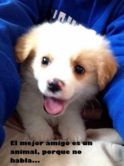 mpintoelmiger's profile picture. Humildad