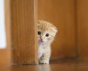 新潟です(*´ω｀*)  最近は、猫とかモフモフした可愛い動物しか見てないっす(｀･ω･´)ゞﾋﾞｼｯ!!   性別♂