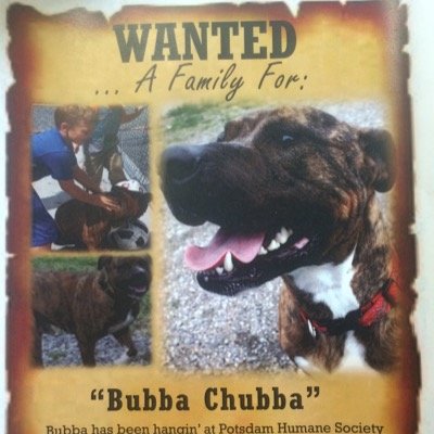 potsdamhumaneS's profile picture. 