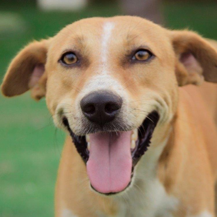Difundimos noticias, fotos entretenidas y conversación sobre los adorables perritos que tantas alegrías nos dan y denunciamos el maltrato en todas sus formas