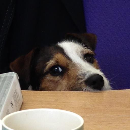 barkatitwoof's profile picture. Hi. My name is Leonard. I live in Exeter, and have the concentration span of ....Fly...Look...A Fly !!