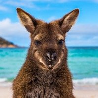 SummerInAus's profile picture. International Summer Camp provider in Australia. Surf, kayak, snorkel and dive the Great Barrier Reef. Meet kids from around the world.