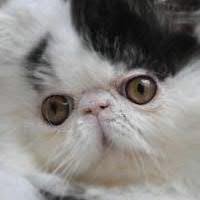 OE/BE Persian Cats from Europe