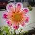 Carole Koz (@carole_koz) Twitter profile photo Carole Koz (@carole_koz) Twitter profile photo