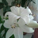 sevim can - @medinesevim77 - Twitter