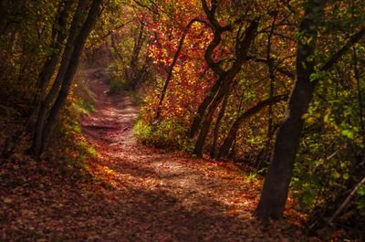 nicolleleake19's profile picture. 