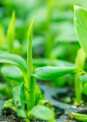 LABORATORIO DE CULTIVO DE TEJIDOS VEGETALES