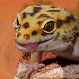 ACRE is Atlantic Canada's annual Reptile breeder's Expo, which will next be held at @AtlanticaHfx on Sunday, November 2, 2014