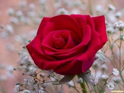 ‏‏سبحان اللَّهِ وَبِحَمْدِهِ عَدَدَ خَلْقِهِ وَرِضَا نَفْسِهِ وَزِنَةَ عَرْشِهِ وَمِدَادَ كَلِمَاتِهِ