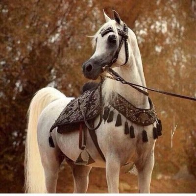 احترآم ،، و اهتمآم ،، و طيب نيه ،،
إن وجدتَ شخصاً يجمع ھذهِ الثلآثه !! 
  لا تخسره”
تابعني اتابعك