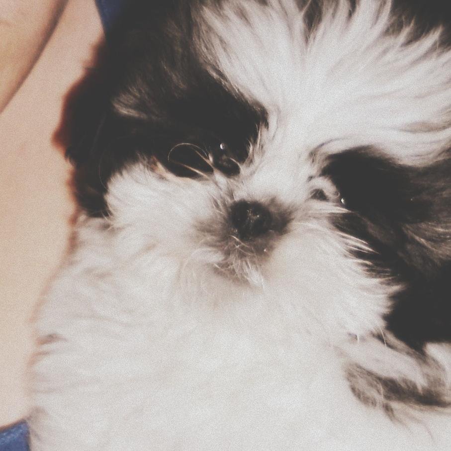 pelonchi1's profile picture. aviador, soñador y amante del mundo