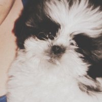 pelonchi (@pelonchi1) 's Twitter Profile