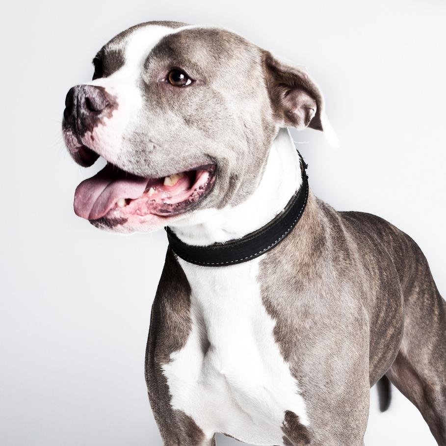 Kim Courtney specializes in dog fear and anxiety.