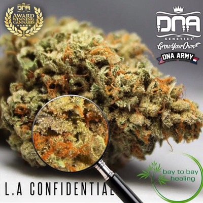 baytobayhealing's profile picture. Bay Area Caregivers! Find our meds at @barbarycoast_sf & @grassrootssf! Kush Cup 2014 1st Place Hybrid & 2nd Place Sativa!