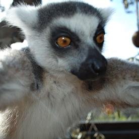 Some guys are bears or otters; but me- I'm a lemur! Boston-based & North Idaho (farm) raised.
#flute #opera #popmusic #tennis #agriturism #travel #italy