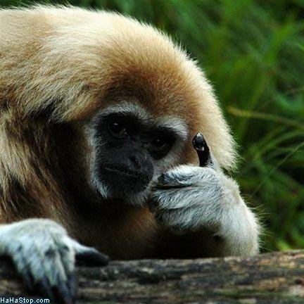 An index of the amazing animals around the world! We claim no rights to pictures posted, we just want to share them.