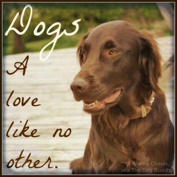 cackiesmum's profile picture. Christian Pallative Nurse Campaining for better care for dementia love all my pets. Hanging on to sense of humour