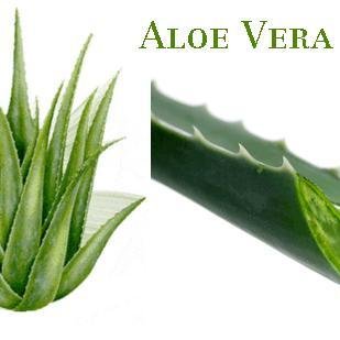 J_M_Living's profile picture. Forever Living bringing you the best in natural Aloe Vera products used to enhance your health, beauty and overall well being.