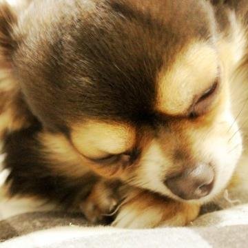 かわいい犬画像をツイートします。お気に入りのおすすめサプリです↓