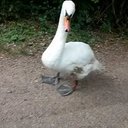 Dani Gardner - @DaniJGardner - Twitter