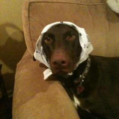 kayadog69's profile picture. Quasi-sartorialist Asset Manager with a penchant for rescue dogs, pale ales and mountain bikes.