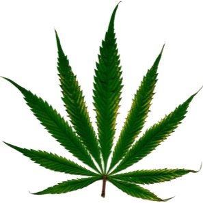 what they dont want you to know about weed