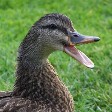 Your daily source of inspirational duck tweets.