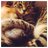 rileyserpounce's profile image