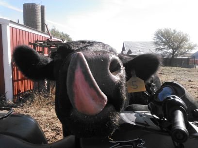 CircleJMBeef's profile picture. NO antibiotics, growth hormones, grain, soy, or animal by-products EVER.  American Grass Fed Association certified