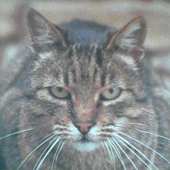 人の皮を被った猫（公認）生まれ変わって猫になりたい