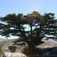 Bou Raad (@raadrawad) Twitter profile photo