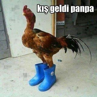 ibrahim5252yil's profile picture. 