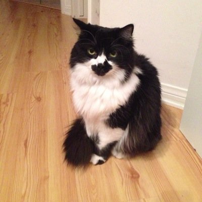 I am a sweet, weird cat. http://t.co/AiSdj4uaVC http://t.co/xGURlPFvuo http://t.co/XKeSMFQHqD