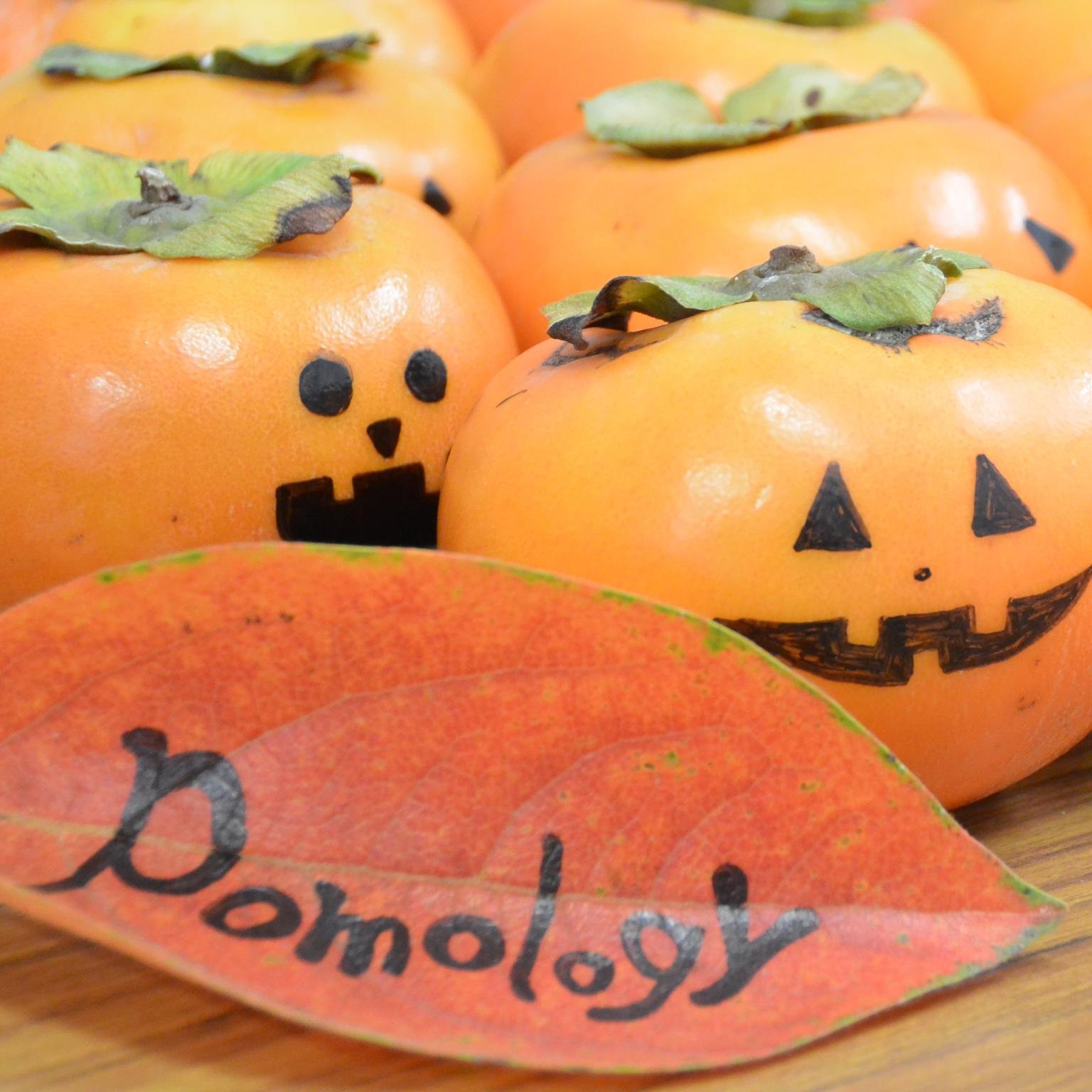 kyotopom's profile picture. 