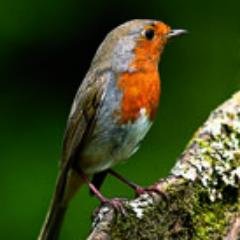 Audio-CDs, DVDs, Apps, Downloads und kostenlose Hörproben mit Vogel-/Tierstimmen und Naturgeräuschen.