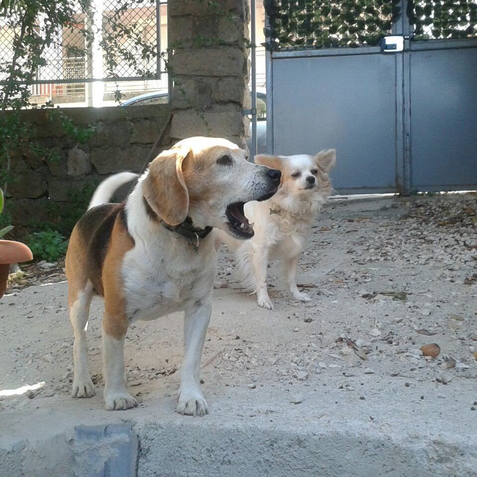 Adoro cani e gatti e mi riempirei la casa di trovatelli, randagi e abbandonati. Se potessi passerei il tempo solo leggendo....