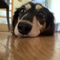 みじい (@miji34) 's Twitter Profile Photo