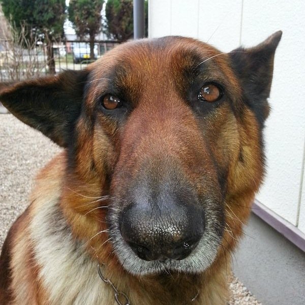 今年で７歳になるジャーマン・シェパード・ドッグの愛犬クラターの公式アカウントです（笑）ブログもやってるので遊びに来て下さい。