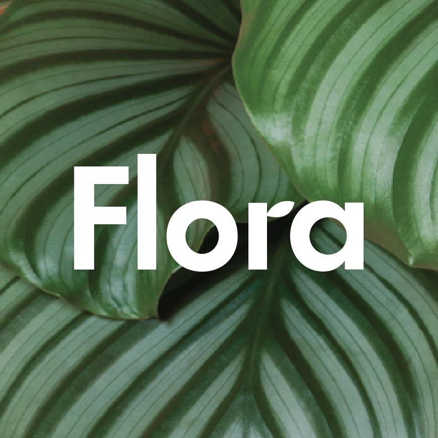 floraindoor Profile Picture
