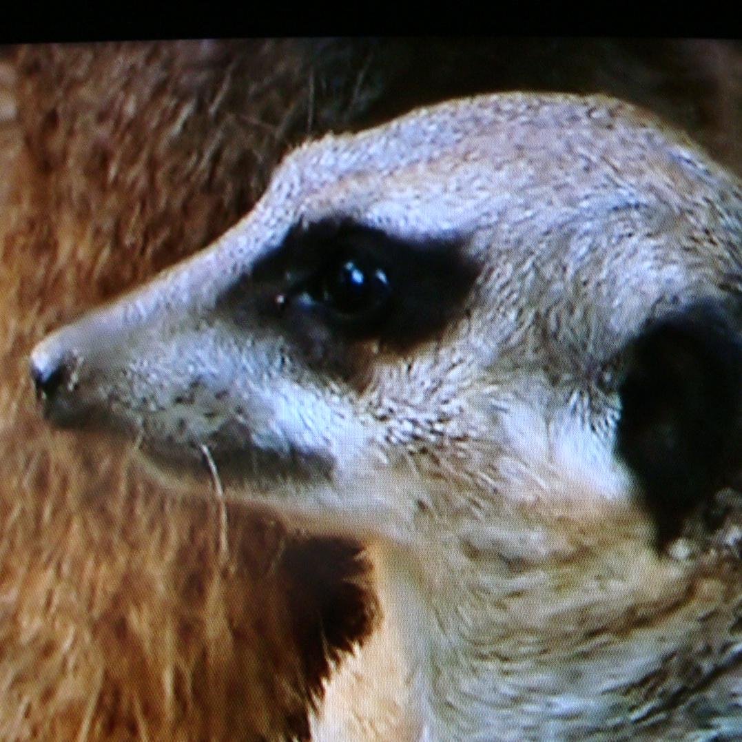 Dersertking's profile picture. Following only same language  accounts...
Love flowers, birds and whales...