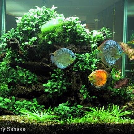 plant_aquarium's profile picture. 